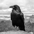 Korvo - Crow