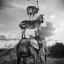 Mark Höffen - An Elephant on Acid