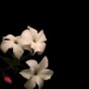 BADOOS - Delicate