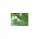 Mindfulness Healing Bgm Project - Lily of The Valley & Detox