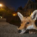 AlisianFox - Evil Fox ()