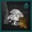 Safar (FR) - Eternal Roots