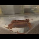 Dirty Lee - Mzoasans ()