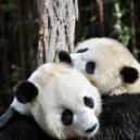 Pimp Pandas - Life is geil (Monk Earnie Remix)