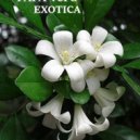 PAPA VePS - Exotica (Live Mix)