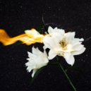 Aperture - Le parole ed i gesti