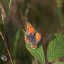 Viktor Vos - Butterfly