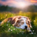 Ruidos del océano & Música para Perros Playlists & Música para perros solo en casa - Flujo De Perro Relajado ()