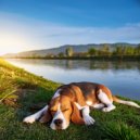 Hola sonidoz & Música para Relajar Caninos & Música para Relajar Perros y Gatos - Melodías Caninas Relajantes ()