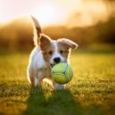 Patas para el pensamiento & Academia del sueño canino & Ansiedad De Los Perros - Reflexiones De La Paz De Los Perros ()