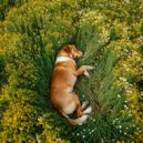 Ritmos Binaurales Entretenimiento de Ondas Cerebrales & Musica-para-Relajar-Perros & Musicoterapia c - Melodía De Patas Juguetonas