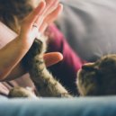 Aesthetic Music & Relaxing Music for Cats & Relaxing Music for Cats Moments - Lofi Soothing Kitty Sounds ()