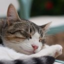 ChillHop Beats & Music for Cats Deluxe & Cat Nap - Enhancing Dreams with Lofi ()