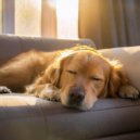 Bosque ambiental & Música para perros de moda & Musica para Perros Momentos - Cadencia De Perro Juguetón