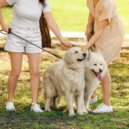Cliruma & Music For Dogs With Anxiety & Radiant Sounds - Loyal Journey's Radiant Sound