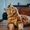 Music for Resting Cats & Music for Cats Vibes & Lofi Vibes - Serenade of Whiskers