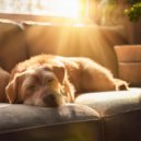 Desayuno suave & Zona de relajación para perros & Perros relajantes - Latidos Caninos Felices ()