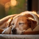 Hip-Hop suave melódico & Radio para perros 1 & Susurrador de perros - Vibraciones De Siesta Para Perros ()