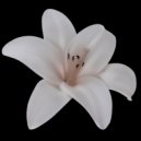 Caritas - Lilium ()
