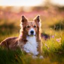 Joyful Harmony Music & Dog Music Sessions & Calm Dog Moments - A Soft Hike Through The Hills