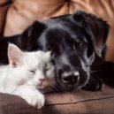 Harmonious Pet Rest & Firday holiday & Bird Sounds Ambiance - Soft Footsteps Through Memory ()