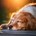 Sonidos para criaturas en paz & Lista de reproducción suave y relajada & Nosotras nos quedamos dentr - Música Tranquila Para Animales ()