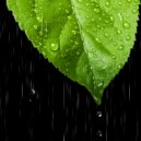 Raincity & Rain Rec. & Rain Recordings & 24H Rain Sounds - Continuous Rain Over Nature ()