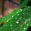 Raincity & Rain Rec. & Rain Recordings & 24H Rain Sounds - Steady Rainfall on Forest and Meadow ()