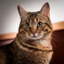 Cat Relaxing Sounds TA & Catwalk Music & Binaural Beats ASMR - The Comfort of Your Own Space ()