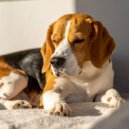 Música relajante para mascotas & Clima salvaje & Estados de ánimo binaurales - Meditación Del Espíritu Suave