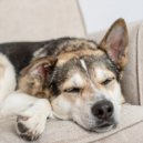 Hip-Hop suave instrumental & Lo-Fi suave instrumental & Streaming de paz - Perros De Descanso Tranquilo ()