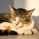 Sabor dulce & Latidos suaves & Pioneros del lo-fi profundo - Gatos Tranquilos De Noche