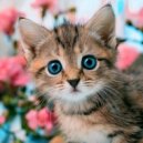 Guarida de música de gatos & Muisca Relajante & Musicoterapia para gatitos - El Momento De Paz En Medio Del Día