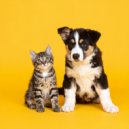 Musicoterapia para el cuidado de mascotas & Ballenas sónicas & Entrenamiento de ondas cerebrales de  - Abrazos Y Sonidos Suaves ()