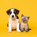 Perro relajarse & Ruido de Colores Radio 1 & Música para tu perro - Relajación Con Las Patitas Y Los Ritmos ()