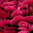 Xyphira Keltryx & Sweet planet - Xelthoryx Moxlyphar (Original Mix)