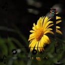 Xyphira Keltryx - Qyntharix Vexzyphil