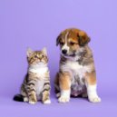 Lista de reproducción Classy Bossa Piano Jazz & Juguetes para piano & Conjunto de música relajante d - La Suavidad Entre Las Orejas De Tu Mascota ()