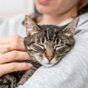 El Arte de Relajar Gatitos & Cala tranquila & Lluvia Mozart - Armonía Orquestal Para La Relajación Del Gato ()
