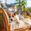 Pasin por Viajar & Vibraciones Vintage & Paisajes Sonoros Relajantes - Armona Pacfica De Mascotas Con Lofi ()