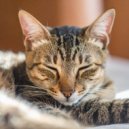 Melodas Tranquilas & Reflexiones Pacficas & Melodas Calmantes - Melodas Suaves De Lofi Para Gatos