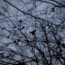 Nebosclon - Quietude at Dawn ()