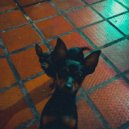 Vibe Chill - Free souls ()