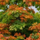 Edward_Bai - Maple (progressive house) ()
