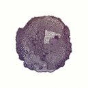 ghostmolly - Solaris ()