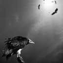 Creatures - Vulture (Original Mix)
