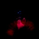 OGLΛK - Bout