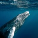 Cyril Ryaz - The Whale\'s Story (Original Mix)