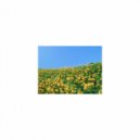 Mindfulness Healing BGM Project - Song and Rest