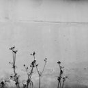 Cetculescu - Afters Are Strange